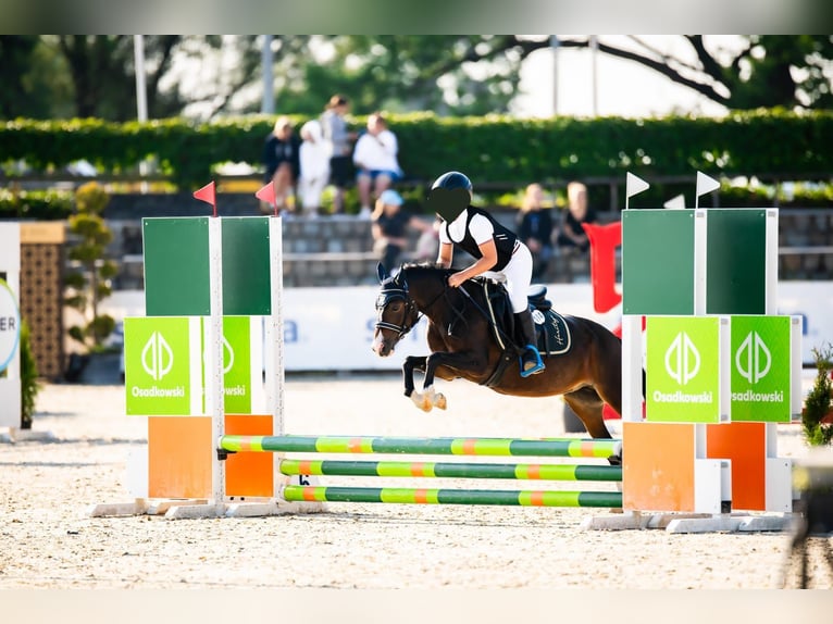 Felinski Pony Mix Stute 8 Jahre 120 cm Brauner in Psary