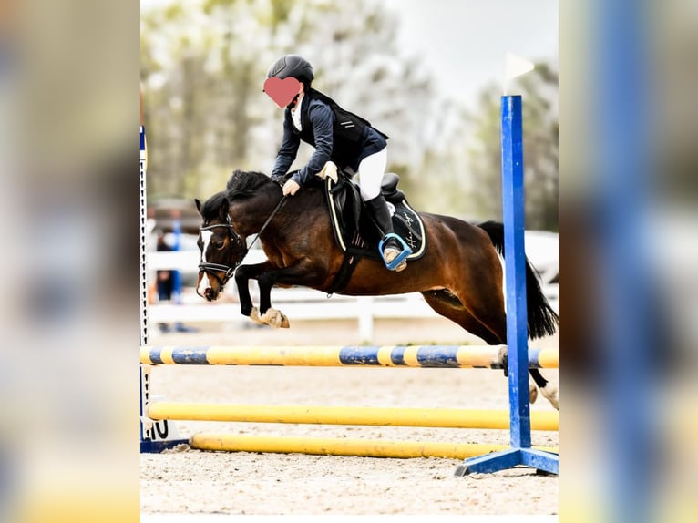 Felinski Pony Mix Stute 8 Jahre 120 cm Brauner in Psary
