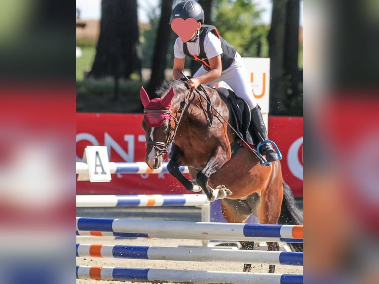 Felinski Pony Mix Stute 8 Jahre 120 cm Brauner in Psary