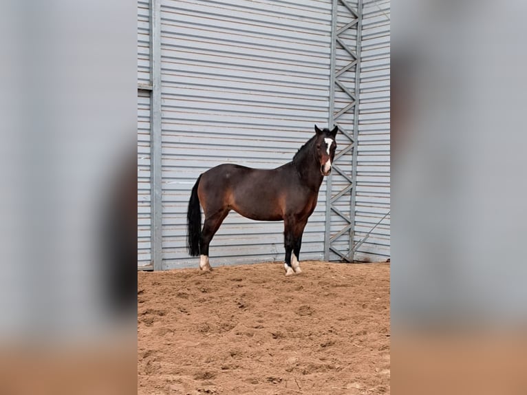 Felinski Pony Mix Stute 8 Jahre 120 cm Brauner in Psary