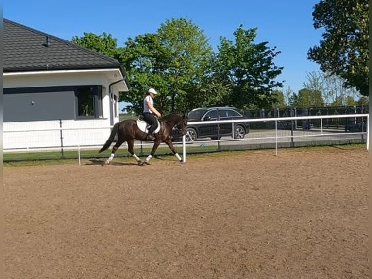Felinski Pony Wallach 3 Jahre 142 cm Dunkelbrauner in Wielgie