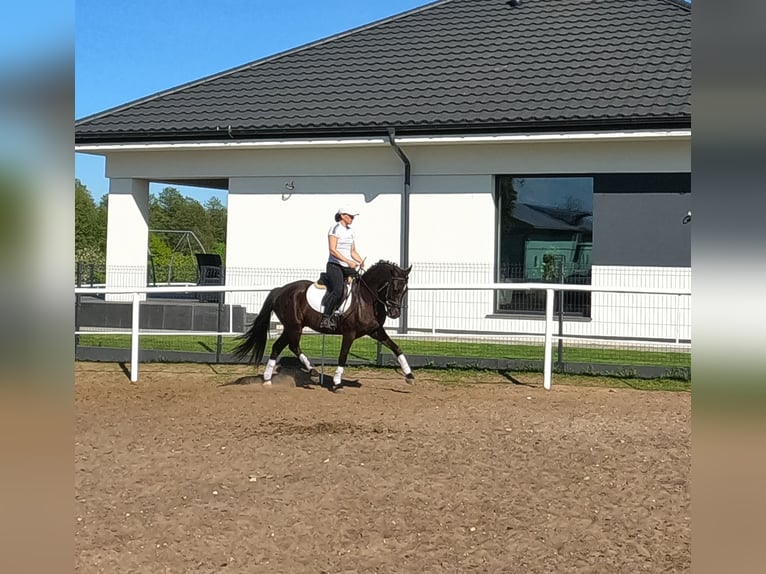 Felinski Pony Wallach 3 Jahre 142 cm Dunkelbrauner in Wielgie