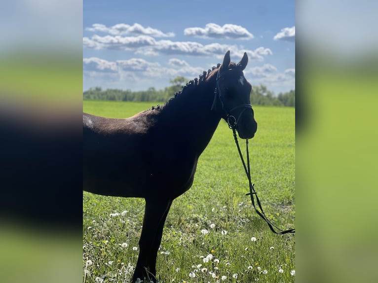 Felinski Pony Wallach 3 Jahre 142 cm Dunkelbrauner in Wielgie