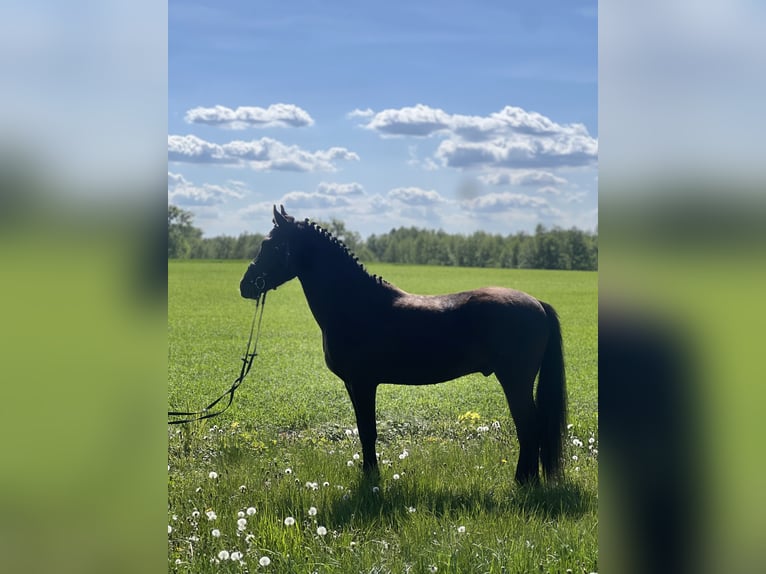 Felinski Pony Wallach 3 Jahre 142 cm Dunkelbrauner in Wielgie