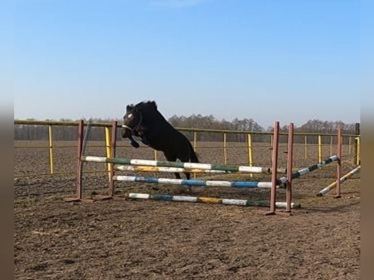 Felinski Pony Wallach 3 Jahre 142 cm Dunkelbrauner in Wielgie