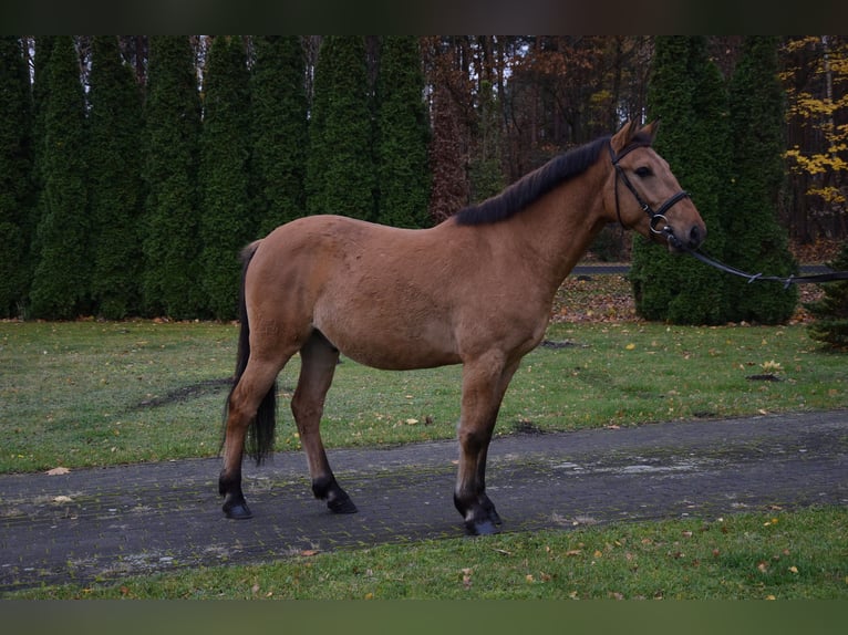 Felinski Pony Wallach 3 Jahre 147 cm Falbe in Che&#x142;mno
