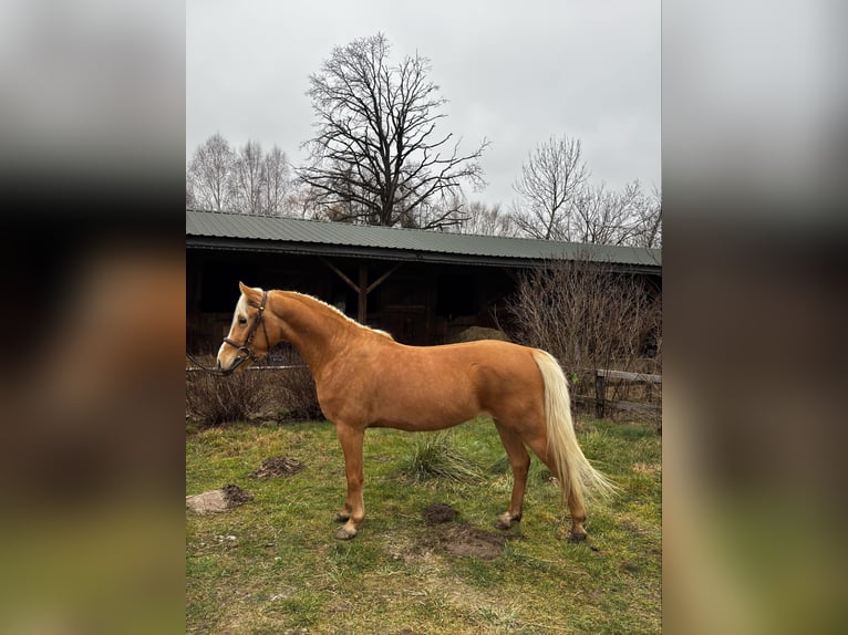 Felinski Pony Wallach 4 Jahre 130 cm Palomino in Janów Podlaski