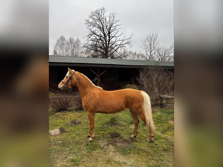 Felinski Pony Wallach 4 Jahre 130 cm Palomino in Janów Podlaski