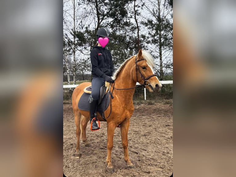 Felinski Pony Wallach 4 Jahre 130 cm Palomino in Janów Podlaski