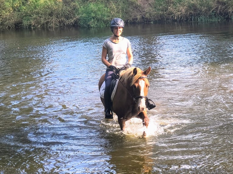 Felinski Pony Wallach 4 Jahre 144 cm Fuchs in Leszno Dolne