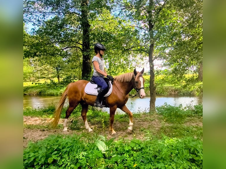 Felinski Pony Wallach 4 Jahre 144 cm Fuchs in Leszno Dolne