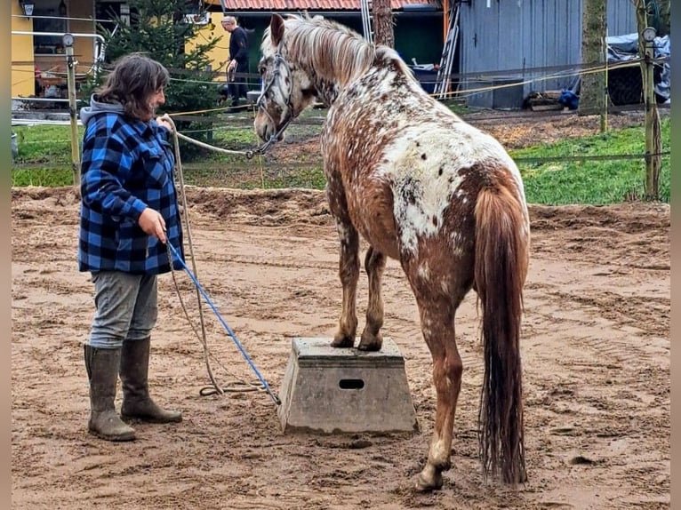 Felinski Pony Mix Wallach 4 Jahre 146 cm Tigerschecke in Wilsdruff