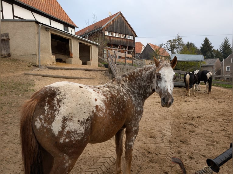 Felinski Pony Mix Wallach 4 Jahre 146 cm Tigerschecke in Wilsdruff