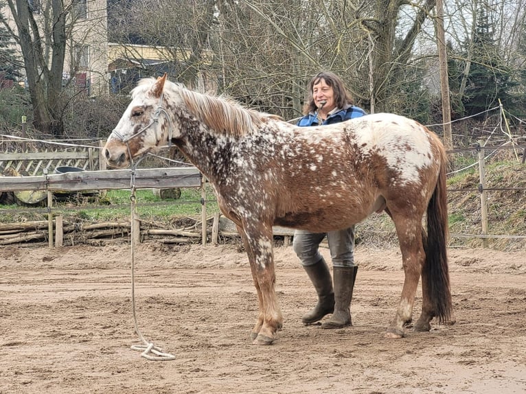 Felinski Pony Mix Wallach 4 Jahre 146 cm Tigerschecke in Wilsdruff