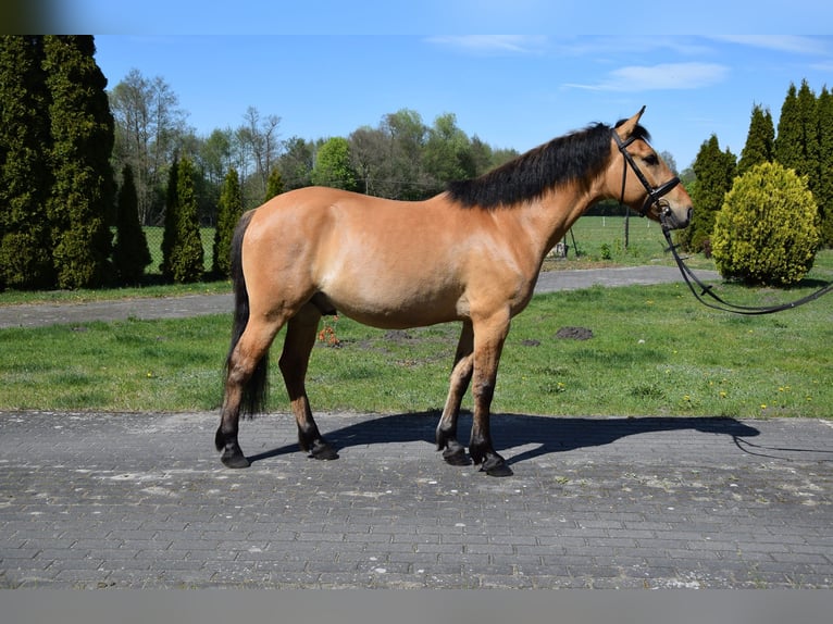 Felinski Pony Wallach 4 Jahre 147 cm Falbe in Chełmno