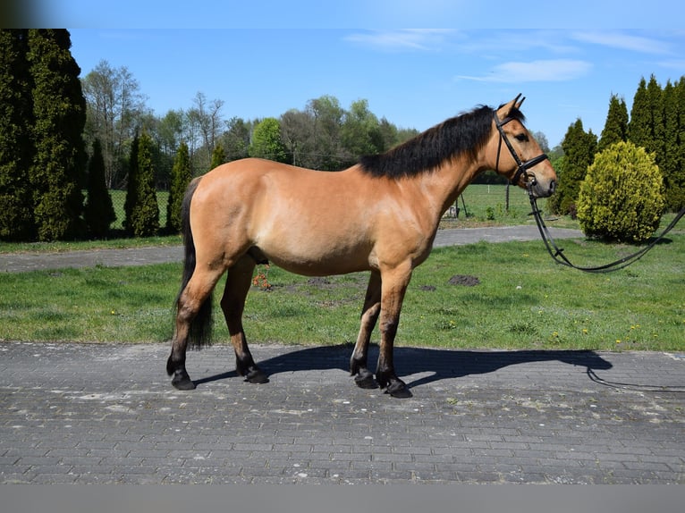 Felinski Pony Wallach 4 Jahre 147 cm Falbe in Chełmno