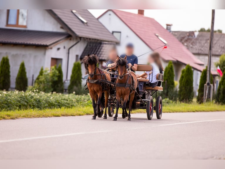 Felinski Pony Mix Wallach 5 Jahre 116 cm Brauner in Bydgoszcz