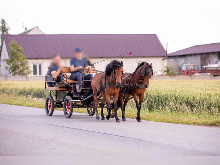 Felinski Pony Mix Wallach 5 Jahre 116 cm Brauner in Bydgoszcz
