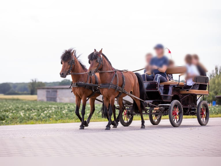 Felinski Pony Mix Wallach 5 Jahre 116 cm Brauner in Bydgoszcz
