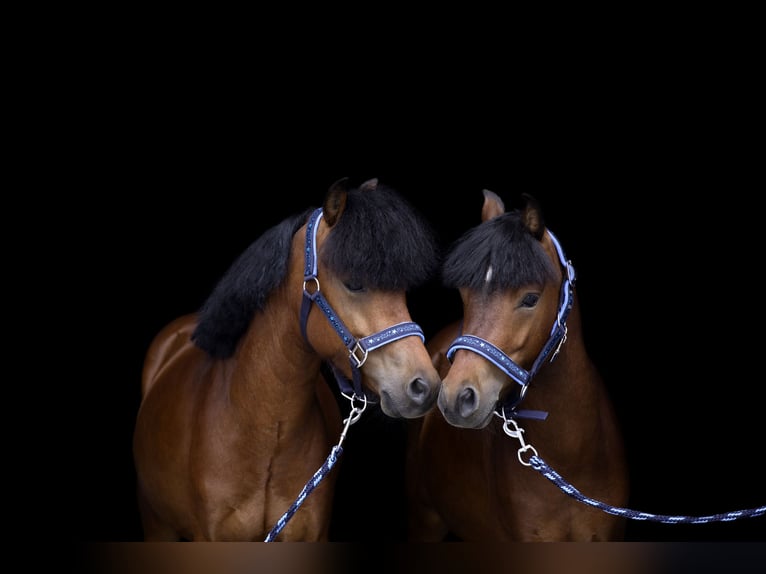 Felinski Pony Mix Wallach 5 Jahre 116 cm Brauner in Bydgoszcz
