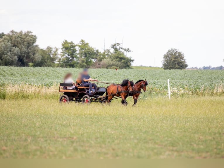 Felinski Pony Mix Wallach 5 Jahre 116 cm Brauner in Bydgoszcz