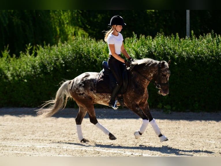 Felinski Pony Wallach 5 Jahre 142 cm Tigerschecke in Poznań