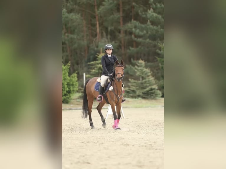 Felinski Pony Wallach 8 Jahre 141 cm Brauner in Toruń