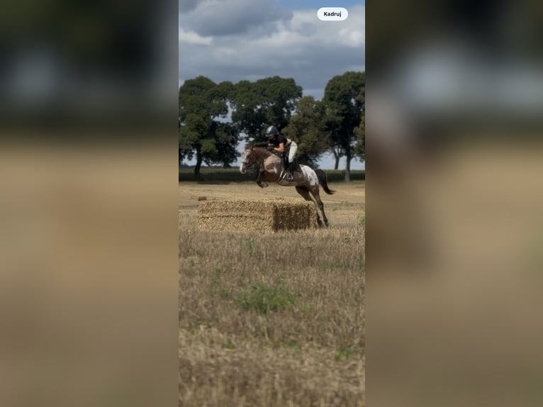 Felinski Pony Wallach 9 Jahre 143 cm Tigerschecke in Poznań