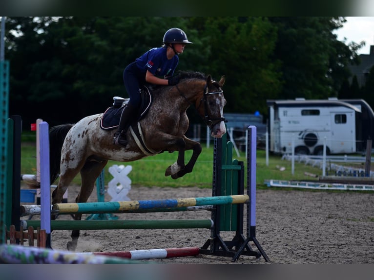 Felinski Pony Wallach 9 Jahre 143 cm Tigerschecke in Poznań