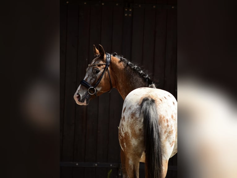 Felinski Pony Wallach 9 Jahre 143 cm Tigerschecke in Poznań