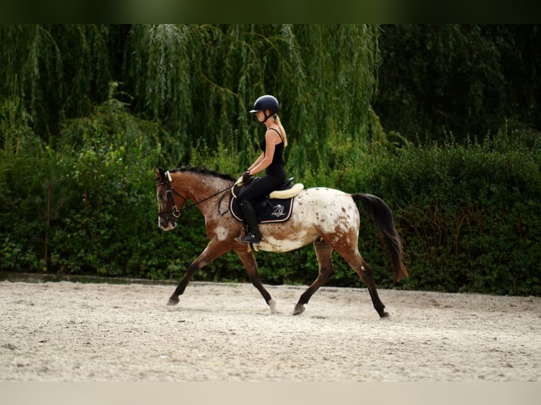 Felinski Pony Wallach 9 Jahre 143 cm Tigerschecke in Poznań