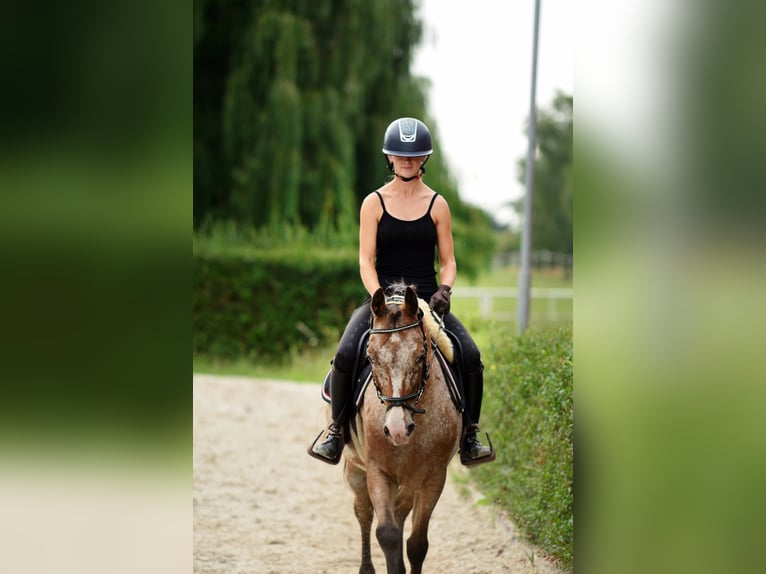 Felinski Pony Wallach 9 Jahre 143 cm Tigerschecke in Poznań