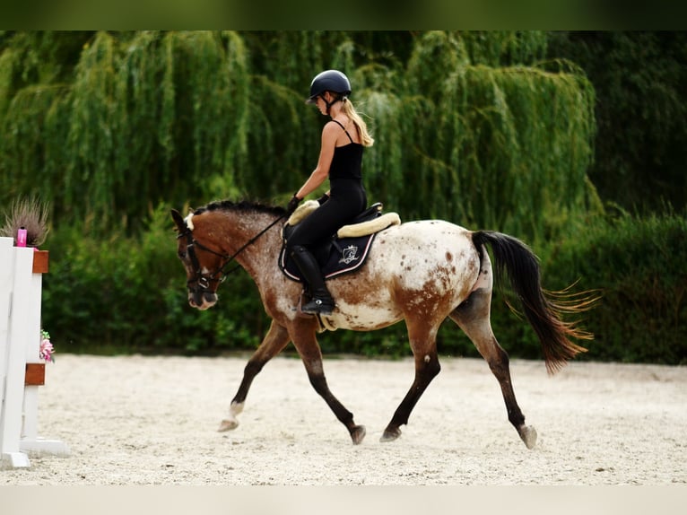 Felinski Pony Wallach 9 Jahre 143 cm Tigerschecke in Poznań
