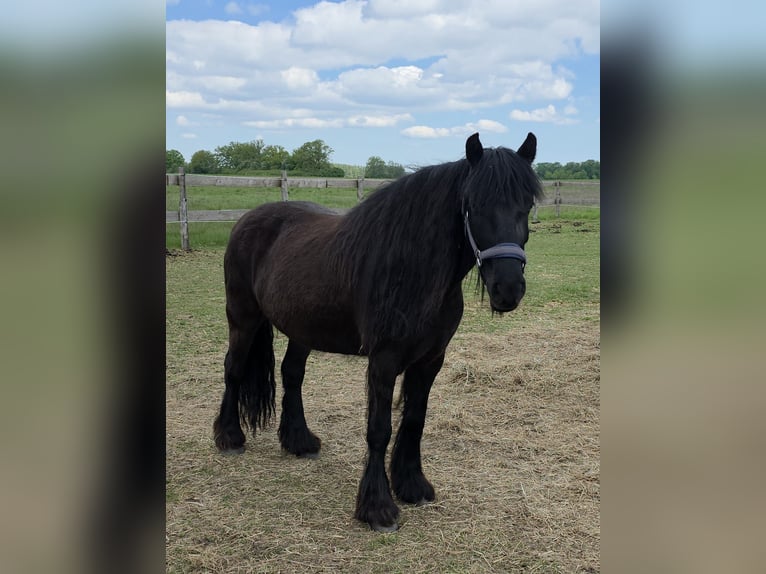 Fell pony Gelding 10 years 13.1 hh Black in Wittenberge