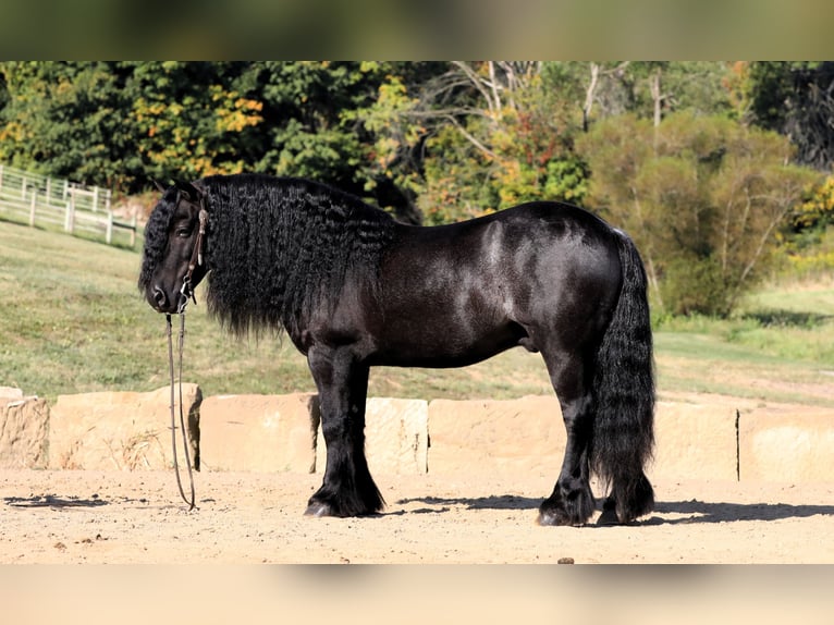 Fell pony Gelding 10 years 13,2 hh Black in Millersburg