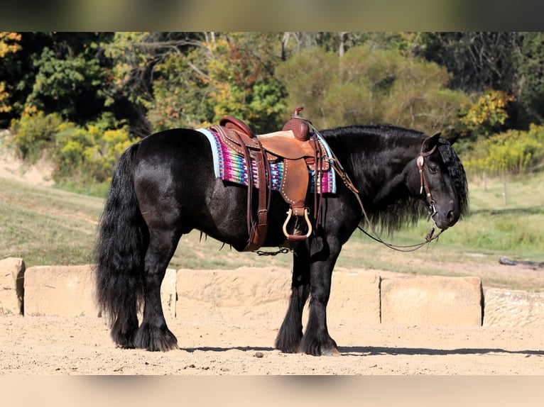 Fell pony Gelding 10 years 13,2 hh Black in Millersburg