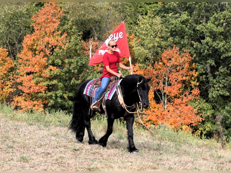 Fell pony Gelding 10 years 13,2 hh Black in Millersburg