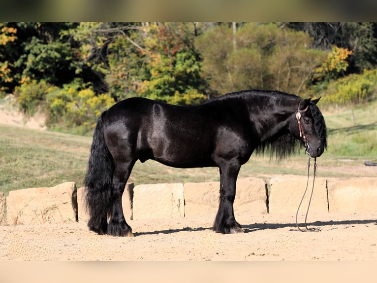 Fell pony Gelding 10 years 13,2 hh Black in Millersburg