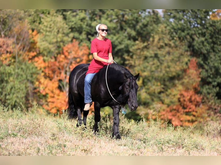 Fell pony Gelding 10 years 13,2 hh Black in Millersburg