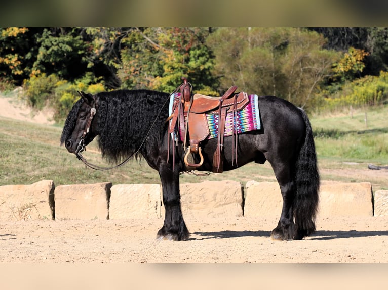 Fell pony Gelding 10 years 13,2 hh Black in Millersburg