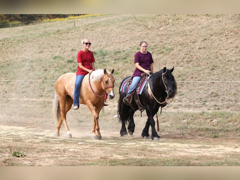 Fell pony Gelding 10 years 13,2 hh Black in Millersburg