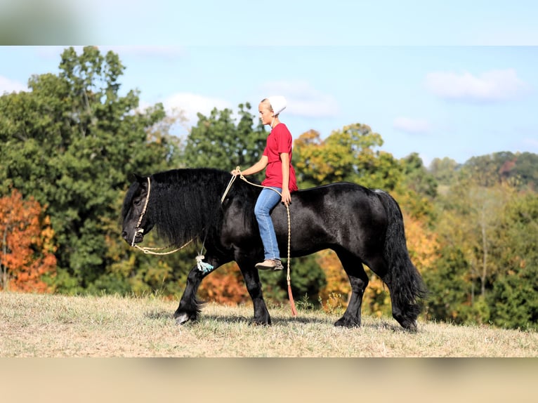 Fell pony Gelding 10 years 13,2 hh Black in Millersburg