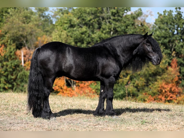 Fell pony Gelding 10 years 13,2 hh Black in Millersburg