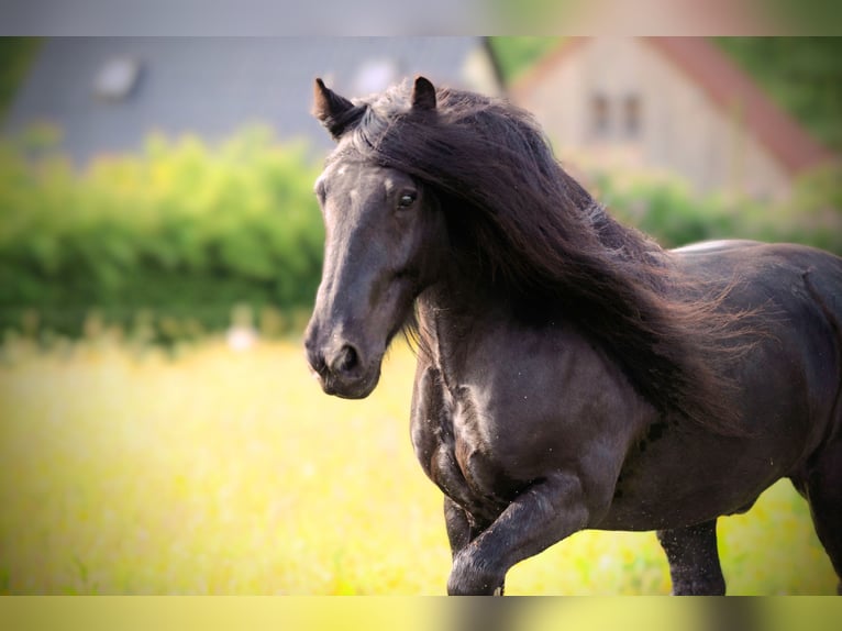 Fell pony Gelding 12 years 13.2 hh Black in Mettmann