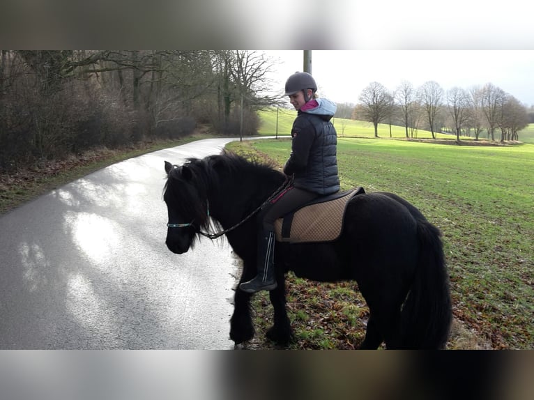 Fell pony Gelding 13 years 14,1 hh Black in Eppenrod