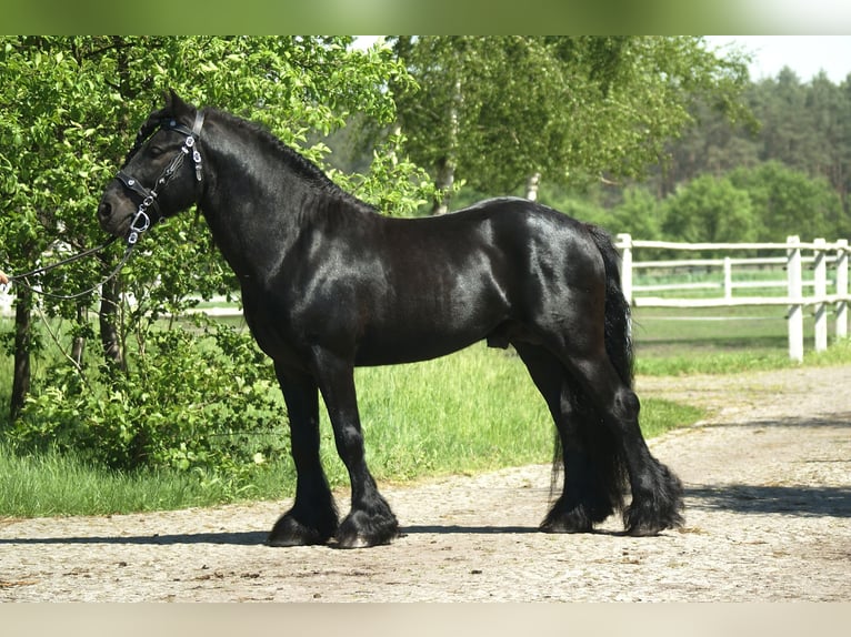 Fell pony Gelding 14 years 13,3 hh Black in Santok