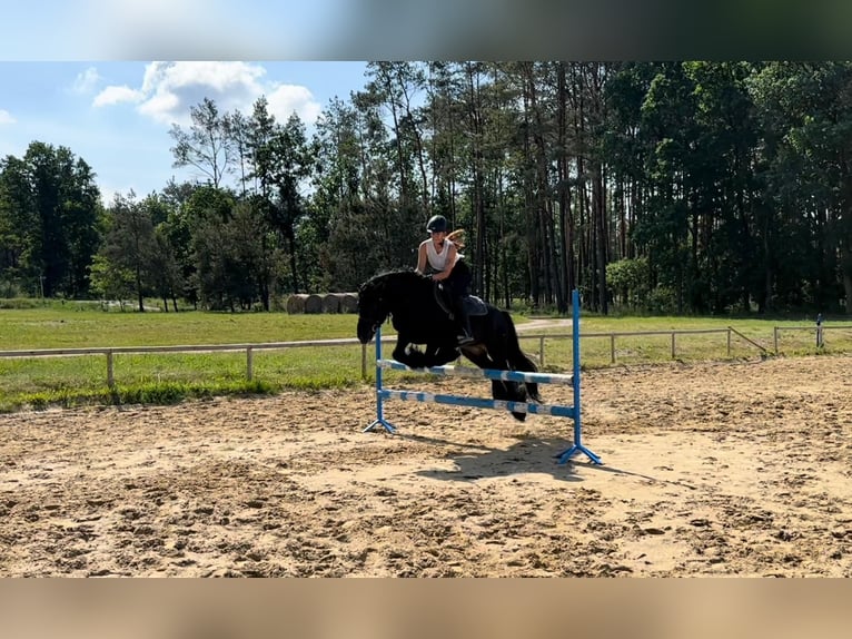 Fell pony Gelding 14 years 13,3 hh Black in Santok