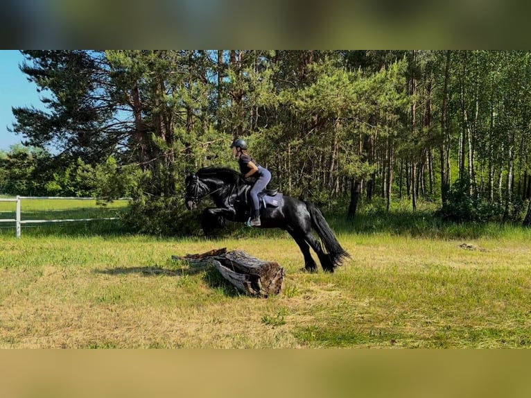 Fell pony Gelding 14 years 13,3 hh Black in Santok