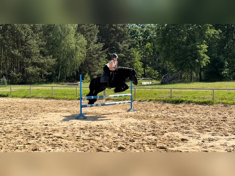 Fell pony Gelding 14 years 13,3 hh Black in Santok