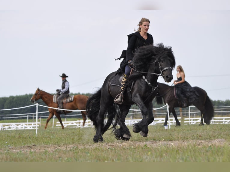 Fell pony Gelding 14 years 13,3 hh Black in Santok